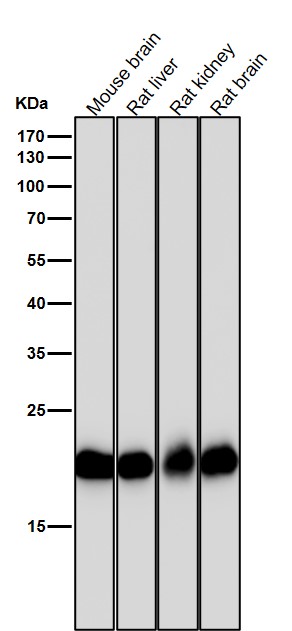 1 - Anti-PEBP1/Pbp Rabbit Monoclonal Antibody ABO13656
