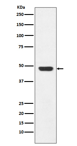 1 - Anti-GAP43 Rabbit Monoclonal Antibody ABO13657
