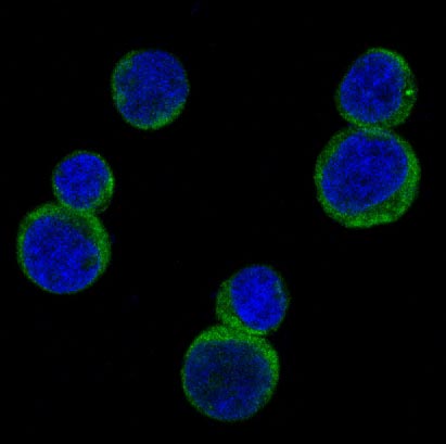 3 - Anti-Rho A Rabbit Monoclonal Antibody ABO13660