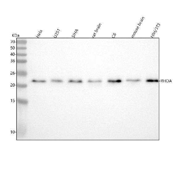 1 - Anti-Rho A Rabbit Monoclonal Antibody ABO13660