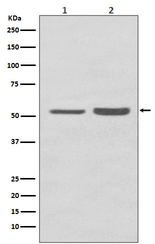 1 - Anti-PRP19 PRPF19 Rabbit Monoclonal Antibody ABO13662
