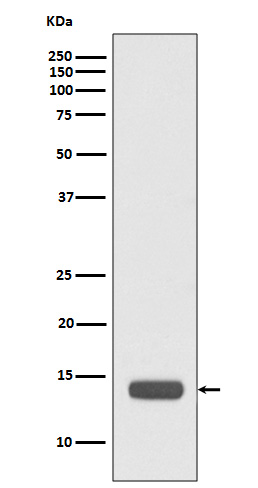 1 - Anti-RPS20/Ribosomal Protein S20 Rabbit Monoclonal Antibody ABO13663