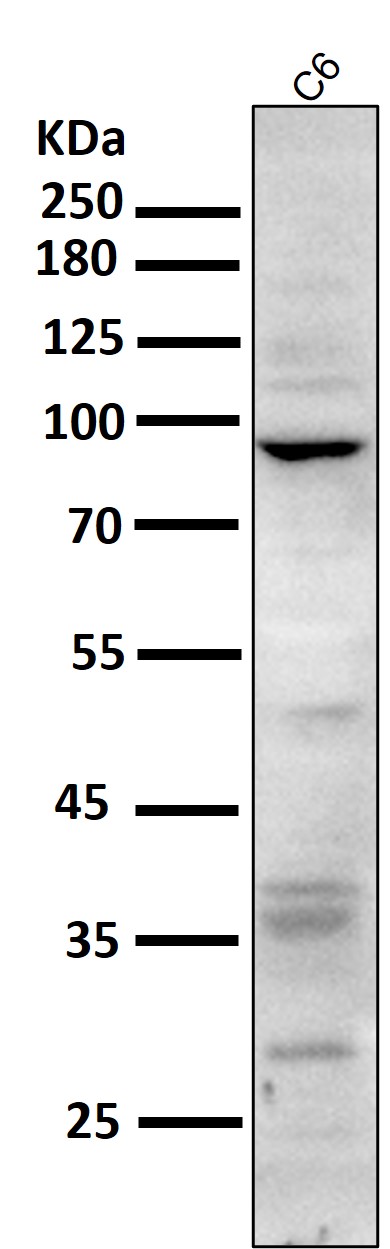 1 - Anti-CD168 HMMR Rabbit Monoclonal Antibody ABO13665