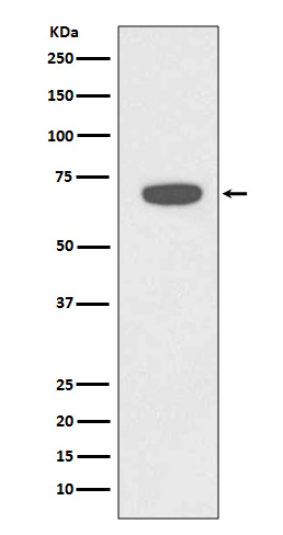 1 - Anti-Rad18 Rabbit Monoclonal Antibody ABO13666