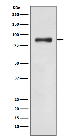 1 - Anti-WASF2 Rabbit Monoclonal Antibody ABO13667