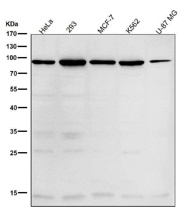 1 - Anti-WASF2 Rabbit Monoclonal Antibody ABO13667