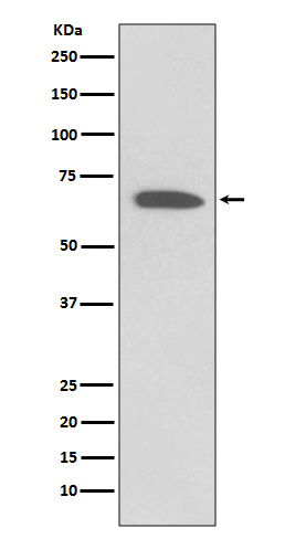 1 - Anti-KCNA1/Kv1.1 Rabbit Monoclonal Antibody ABO13668