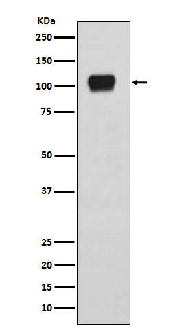 1 - Anti-ATG9A Rabbit Monoclonal Antibody ABO13670