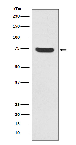 1 - Anti-MEKK2 MAP3K2 Rabbit Monoclonal Antibody ABO13671