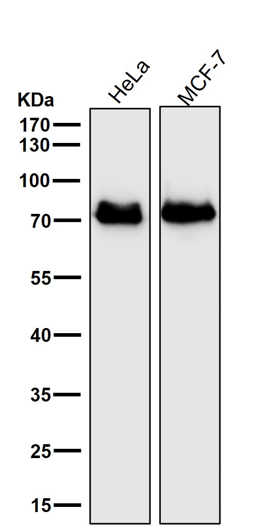 1 - Anti-MEKK2 MAP3K2 Rabbit Monoclonal Antibody ABO13671