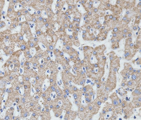 2 - Anti-MTCO2 Rabbit Monoclonal Antibody ABO13672