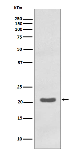 1 - Anti-MTCO2 Rabbit Monoclonal Antibody ABO13672