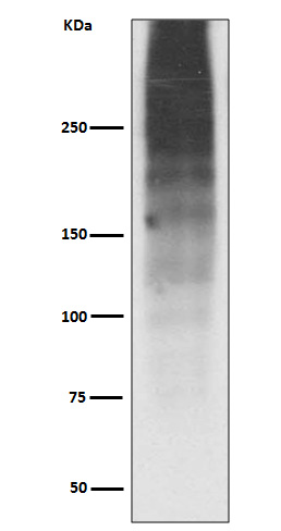 1 - Anti-MUC16/Ca125 Rabbit Monoclonal Antibody ABO13674