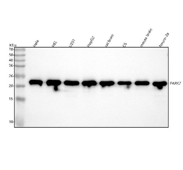 1 - Anti-PARK7/Dj 1 Rabbit Monoclonal Antibody ABO13675