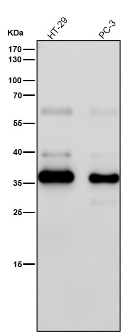 1 - Anti-EpCAM/Trop1 Rabbit Monoclonal Antibody ABO13676
