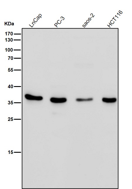 1 - Anti-EpCAM/Trop1 Rabbit Monoclonal Antibody ABO13676