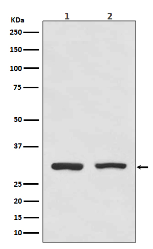 1 - Anti-Bcl10 Rabbit Monoclonal Antibody ABO13677