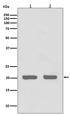 1 - Anti-IL1RA Rabbit Monoclonal Antibody ABO13680