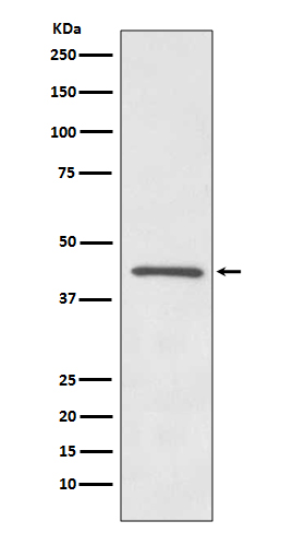 1 - Anti-OPRD1/Delta Opioid Receptor Rabbit Monoclonal Antibody ABO13681