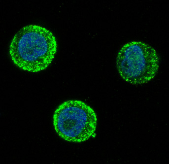 3 - Anti-SOX10 Rabbit Monoclonal Antibody ABO13686