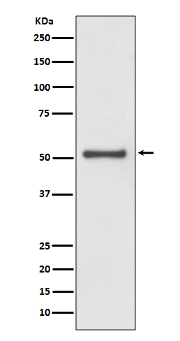 1 - Anti-TRAF2 Rabbit Monoclonal Antibody ABO13689