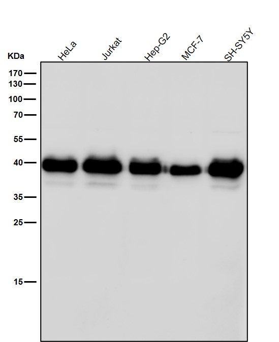 1 - Anti-SIRT6 Rabbit Monoclonal Antibody ABO13690