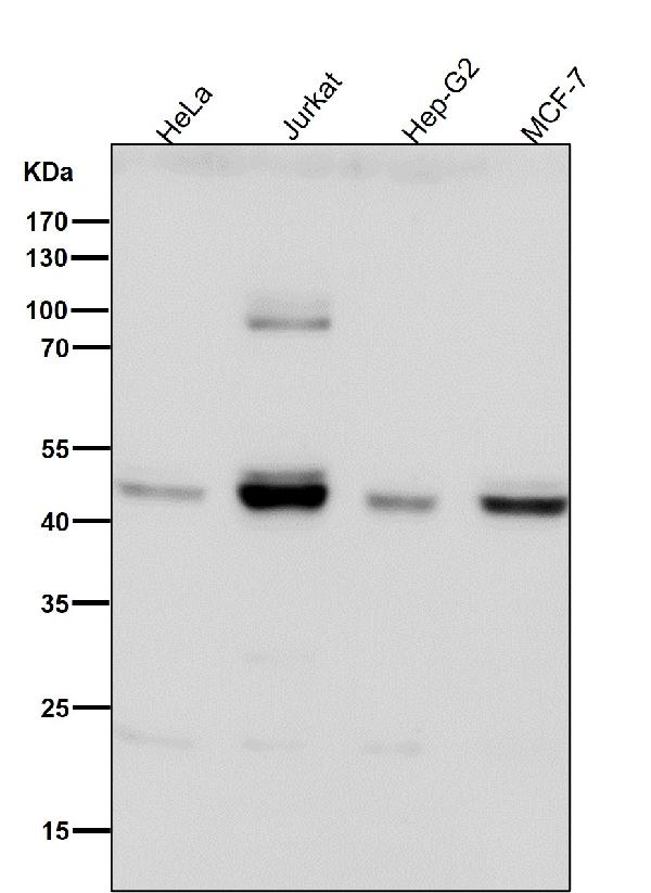 1 - Anti-SIRT2/Sirtuin 2 Rabbit Monoclonal Antibody ABO13691