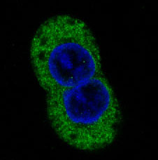 3 - Anti-STAT2 Rabbit Monoclonal Antibody ABO13692