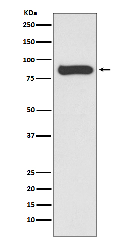 1 - Anti-STAT4 Rabbit Monoclonal Antibody ABO13693