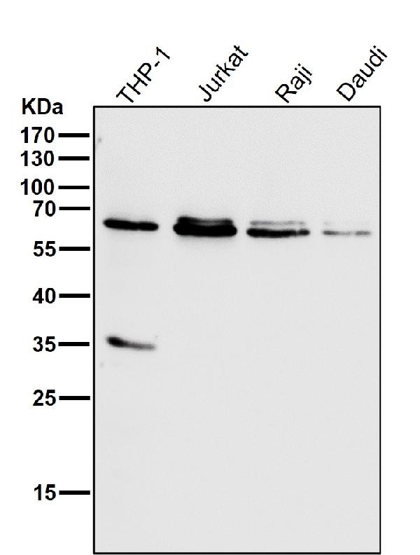 1 - Anti-HDAC2/Histone Deacetylase 2 Rabbit Monoclonal Antibody ABO13695