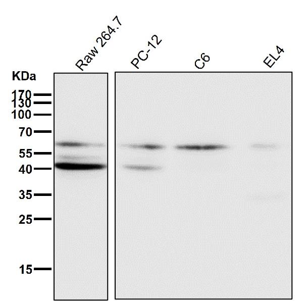 1 - Anti-HDAC2/Histone Deacetylase 2 Rabbit Monoclonal Antibody ABO13695