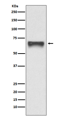 1 - Anti-FoxO4/Afx Rabbit Monoclonal Antibody ABO13699