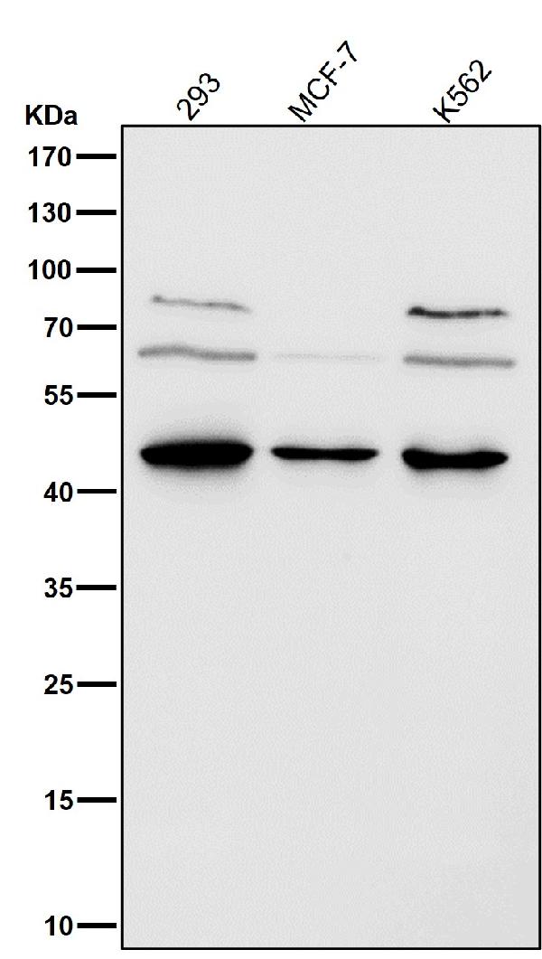 1 - Anti-HDAC8/Histone Deacetylase 8 Rabbit Monoclonal Antibody ABO13705