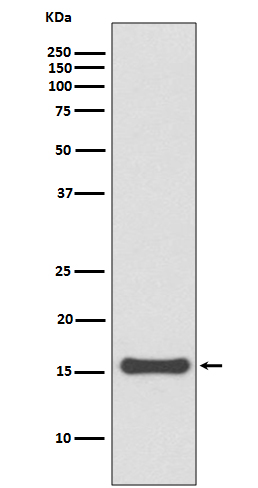 1 - Anti-SUMO4 Rabbit Monoclonal Antibody ABO13707
