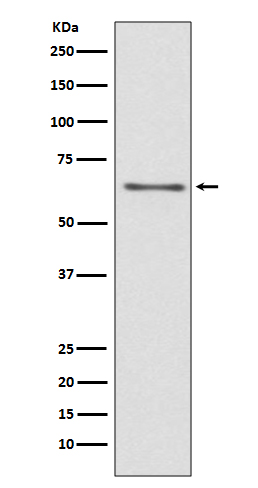 1 - Anti-CDC45/Cdc45L Rabbit Monoclonal Antibody ABO13708