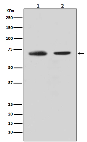 1 - Anti-CDC40 Rabbit Monoclonal Antibody ABO13709