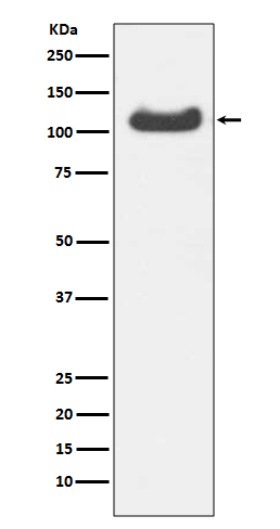1 - Anti-HSPA4 Rabbit Monoclonal Antibody ABO13710