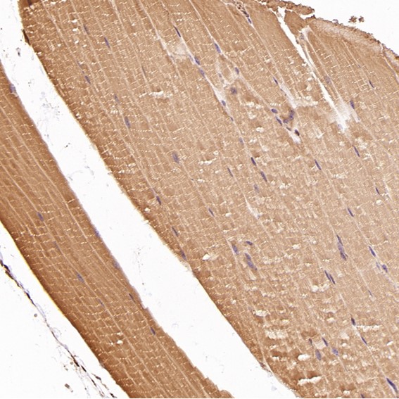 2 - Anti-CDC42 Rabbit Monoclonal Antibody ABO13712