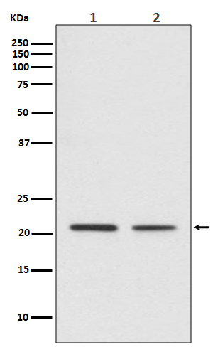 1 - Anti-CDC42 Rabbit Monoclonal Antibody ABO13712