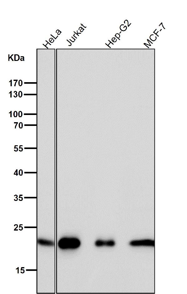 1 - Anti-CDC42 Rabbit Monoclonal Antibody ABO13712