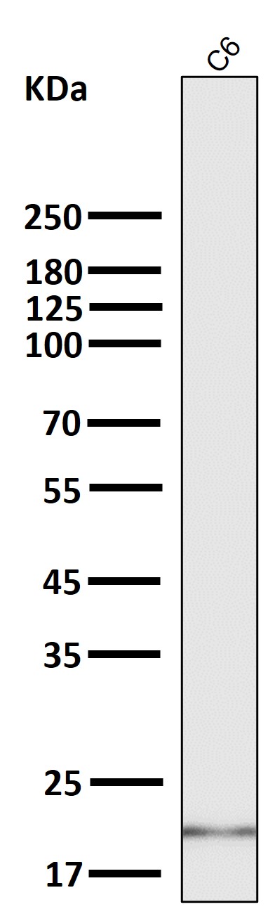 1 - Anti-CDC42 Rabbit Monoclonal Antibody ABO13712