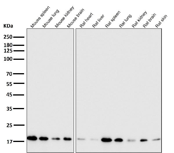 1 - Anti-CDC42 Rabbit Monoclonal Antibody ABO13712