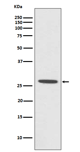 1 - Anti-CDCA3 Rabbit Monoclonal Antibody ABO13713