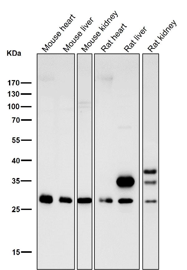 1 - Anti-CDCA3 Rabbit Monoclonal Antibody ABO13713