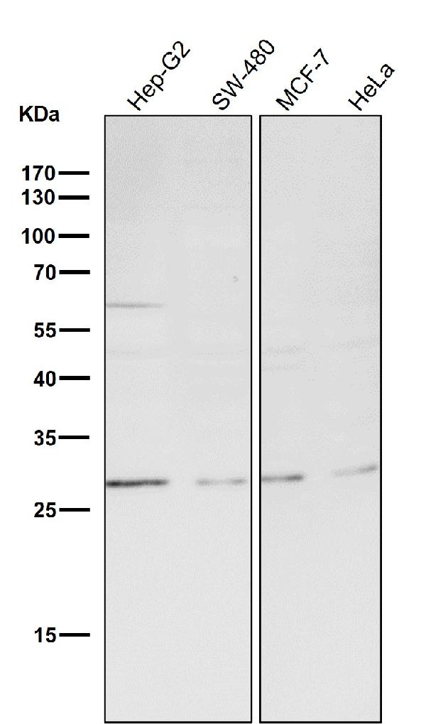1 - Anti-CDCA3 Rabbit Monoclonal Antibody ABO13713