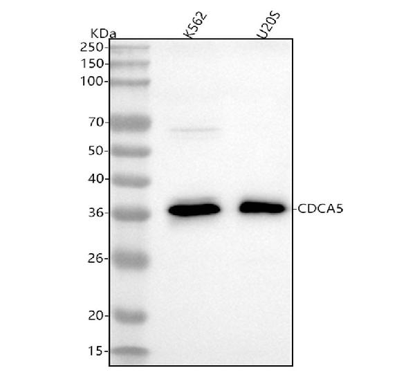 1 - Anti-CDCA5/Sororin Rabbit Monoclonal Antibody ABO13714