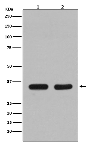 1 - Anti-CDC34/Ubch3 Rabbit Monoclonal Antibody ABO13715