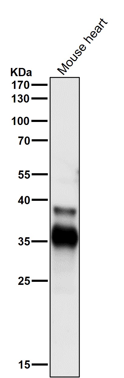 1 - Anti-CDC34/Ubch3 Rabbit Monoclonal Antibody ABO13715