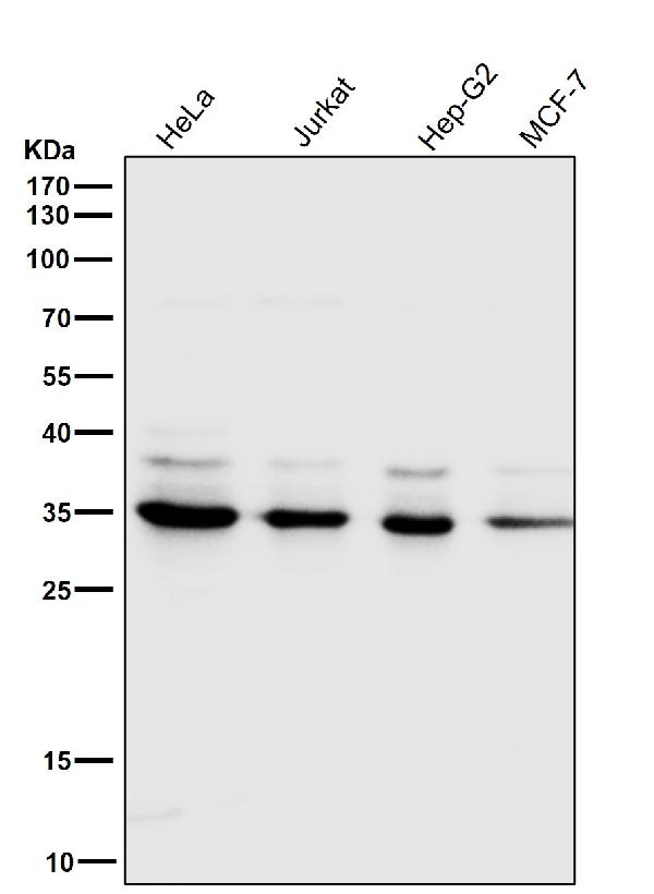 1 - Anti-CDC34/Ubch3 Rabbit Monoclonal Antibody ABO13715