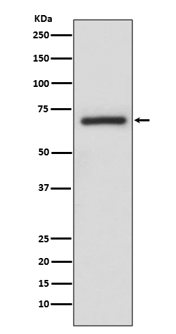 1 - Anti-A-RAF Rabbit Monoclonal Antibody ABO13716